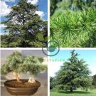 Cedrus deodara 20 Seeds