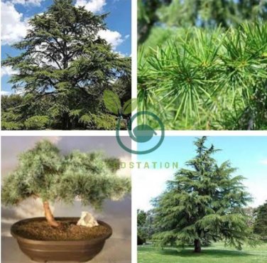 Cedrus deodara 20 Seeds