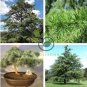 Cedrus deodara 20 Seeds