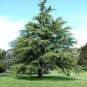 Cedrus deodara 20 Seeds
