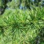 Cedrus deodara 20 Seeds