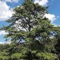 Cedrus deodara 20 Seeds
