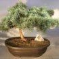 Cedrus deodara 20 Seeds