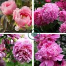 Peony Bright Light Pink Flowering Flower 10 Seeds