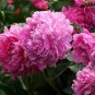 Peony Bright Light Pink Flowering Flower 10 Seeds