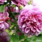 Peony Bright Light Pink Flowering Flower 10 Seeds
