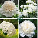 Peony Purely White 'New Brige' Flower 10 Seeds