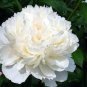 Peony Purely White 'New Brige' Flower 10 Seeds