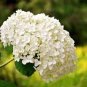 Peony Purely White 'New Brige' Flower 10 Seeds