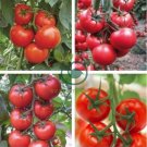 'Purple Shengnv' Indeterminate Tomato Organic 600 Seeds