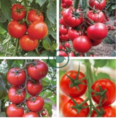 'Purple Shengnv' Indeterminate Tomato Organic 600 Seeds