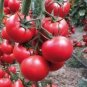 'Purple Shengnv' Indeterminate Tomato Organic 600 Seeds