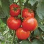 'Purple Shengnv' Indeterminate Tomato Organic 600 Seeds