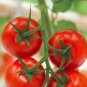 'Purple Shengnv' Indeterminate Tomato Organic 600 Seeds