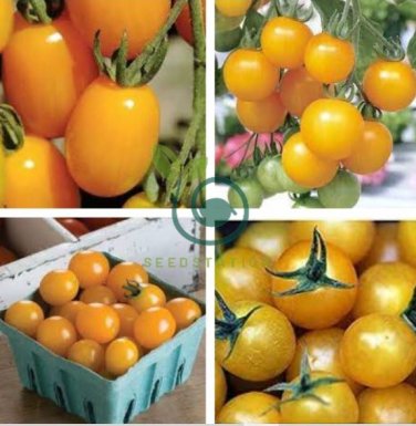 Cherry Tomato Mini Golden Round Fruit 200 Seeds