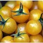 Cherry Tomato Mini Golden Round Fruit 200 Seeds
