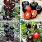 Tomato 'Indigo Rose' Organic Fruit 20 Seeds