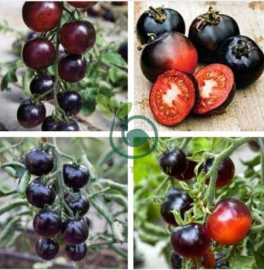 Tomato 'Indigo Rose' Organic Fruit 20 Seeds