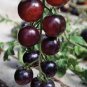 Tomato 'Indigo Rose' Organic Fruit 20 Seeds