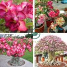 Mixed 2 Kind of Adenium Desert Rose 4 Seeds