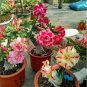 Mixed 2 Kind of Adenium Desert Rose 4 Seeds