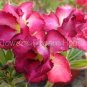Mixed 2 Kind of Adenium Desert Rose 4 Seeds