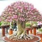 Mixed 2 Kind of Adenium Desert Rose 4 Seeds