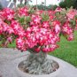 Mixed 2 Kind of Adenium Desert Rose 4 Seeds