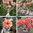 Excellent Lover' Adenium Obesum Indoor Desert Rose 4 Seeds