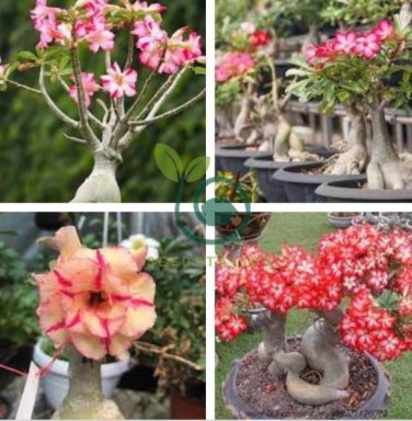Excellent Lover' Adenium Obesum Indoor Desert Rose 4 Seeds