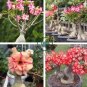 Excellent Lover' Adenium Obesum Indoor Desert Rose 4 Seeds