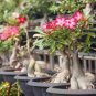 Excellent Lover' Adenium Obesum Indoor Desert Rose 4 Seeds