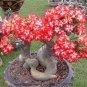 Excellent Lover' Adenium Obesum Indoor Desert Rose 4 Seeds