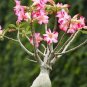 Excellent Lover' Adenium Obesum Indoor Desert Rose 4 Seeds