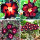 'Fire Down Below' Adenium Desert Rose 4 Seeds