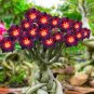 'Fire Down Below' Adenium Desert Rose 4 Seeds