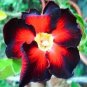 'Fire Down Below' Adenium Desert Rose 4 Seeds