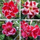 'Santa Claus' Red Pink Adenium Desert Rose 4 Seeds