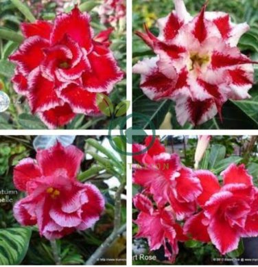'Santa Claus' Red Pink Adenium Desert Rose 4 Seeds