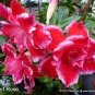 'Santa Claus' Red Pink Adenium Desert Rose 4 Seeds