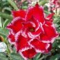 'Santa Claus' Red Pink Adenium Desert Rose 4 Seeds