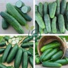 Combos Cucumbers 18 Seeds