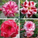 Adenium Whitish Red Petal Flower 4 Seeds
