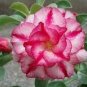 Adenium Whitish Red Petal Flower 4 Seeds