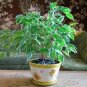 Weeping Fig Bonsai - Ficus Benjamina 300 Seeds