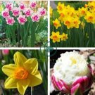 Rainbow Daffodil Bonsai Flowers Not Bulbs Perennial 400 Seeds