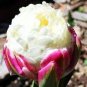 Rainbow Daffodil Bonsai Flowers Not Bulbs Perennial 400 Seeds