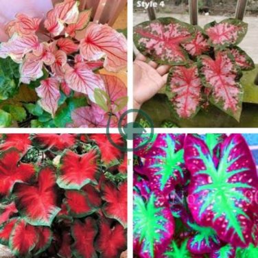 Caladium  Bonsai Plants Assorted Colors Perennial Flowers 200 Seeds