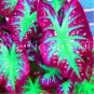 Caladium Bonsai Plants Assorted Colors Perennial Flowers 200 Seeds