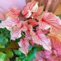 Caladium Bonsai Plants Assorted Colors Perennial Flowers 200 Seeds